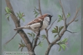 male house sparrow, gouache