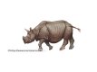 flying heavy animals: rhino