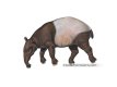 flying heavy animals: tapir